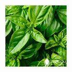 Caribou Seed Company: Organic GENOVESE Basil (Herb) - Pesto, Salad, Pizza - 100+ Seeds, Fresh Canadian Seed