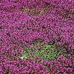 Three Mo Garden | Creeping Thyme - 200 Seeds -Perennial Flower - Ground Cover Flowers