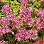 Outsidepride 2000 Seeds Perennial Sedum Purple Carpet Stonecrop Succulent Ground Cover Seeds for Planting