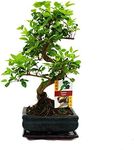 Bonsai Ligustrum 7 yrs Old - 1 Tree