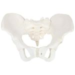 KKI Adult Human Female Pelvis Bone Skeleton Anatomy Model Anatomical Accurate for Professional Medical Training and Education