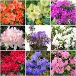 [x8] Dwarf Rhododendron and Japanese Azalea Collection | Variety-Pack | Evergreen Shrubs | Pot Plants