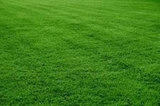 Bulk Grass Seed