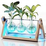 Light Up Bamboo Air Planter - Plant