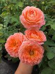 Ritz Farming® Climbing Rose Flower Seeds All session Flowering seeds for Your Home and Gardening Pack of100 seeds (ORANGE PINK)