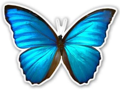 Blue Morph