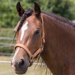 Cameo Equine Fieldsafe Headcollar Full Black/Reflective