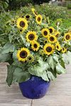 Suttons Sunflower Seeds Waooh! Sun Flower Seeds, Helianthus, Ideal for containers, beds and borders, 20 seeds per pack