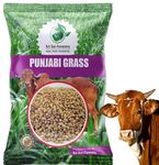 SRI SAI FORESTRY Punjabi Grass Seeds for Cow Multi Cut Grass - 1KG