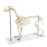 Medical Anatomical Canine (Dog) Skeleton Model, Life Size