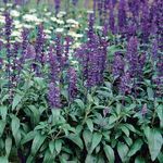 Park Seed Evolution Salvia Seeds, Butterfly, Hummingbird, and Bee Friendly, Rich Deep Color Pack of 50 Seeds