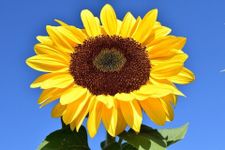 Sunflower Giant Single 30 Seeds