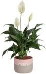 Costa Farms Peace Lily Plant, Live Indoor Houseplant with Flowers Potted in Indoors Garden Plant Pot, Air Purifying Potting Soil, Birthday, Mother's Day Gift, Home and Room Decor, 1-Foot Tall