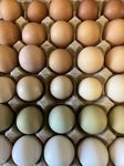 Free to Range Hen Eggs (12)