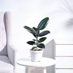 PLANT STORE® Rubber Plant Tree, Rubber Plant, Ficus Elastica, Live Nature Plant