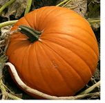 PREMIER SEEDS DIRECT VEGETABLE PUMPKIN JACK O'LANTERN 40 FINEST SEEDS