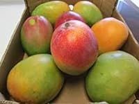 Fresh Mangoes 7 pieces ( 8-10 lbs)