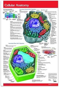 Cellular Anatomy Chart Guide - 24" x 36" Cellular Laminated Poster - Biology Quick Reference Guide by Permacharts