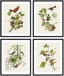 Bestbuddy Pet Set of 4 (8X10) Unframed Robin Birds Botanical Print Set Antique Beautiful Tropical Birds Flowers Plants Illustration Home Decor Wall Art N029