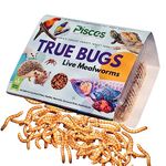 PISCES True Bugs Live Larvae Mealworms - 200 Pcs|High Protien Treat Food With Natural Supplement For All Life Stages Aquarium Fishe Like Arowana,Flowerhorn,Oscar & Birds,Reptile,Monkey & Other Pets