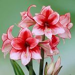 Floriculture Greens Imp. Amaryllis Lily/Belladonna Lily Double Flower Hybrid Bulbs For Home Gardening Planting (Cherry Nymph, Pack Of 4 Bulbs)