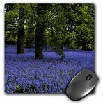 3dRose mp_151892_1 8" x 8" Field of Blue Bells Mouse Pad