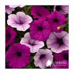 Caribou Seed Company | Easy Wave Petunia | Plum Pudding Mix | 10 Seeds | Trailing Variety | Spreads to 3 Feet | Easy to Grow