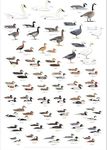 Picture Peddler Laminated Sibley's Waterfowl of North America Swans Geese Ducks Grebes 24x36