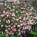 6X Erigeron karvinskianus 'Sea of B