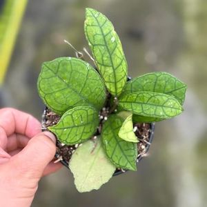 Hoya Finlaysonii Live Plant | Hoya Cuttings Starter Plants | Succulent House Plants for Beginner | Rare Tropical Houseplants Plant Gifts (Heat Pack Included)