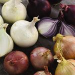 Onion Four Colour Bulb Mix Allium Cepa Hardy Annual Vegetables Summer Autumn Harvest Garden Plants Grow Your Own 1 x Seed Packet (200 Seeds) Onion Four Colour Bulb Mix by Thompson and Morgan