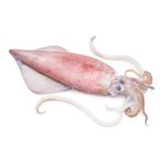 Squid XXL 1kg