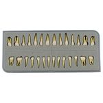 Dentalmall 1 Box Dental Model Teeth Model 28 Pcs 1:1 Full Permanent Teeth M7021