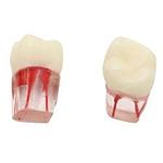 NMD Dental Canal Practice Model (1pc/Pack)