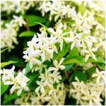 3 Star Jasmine Plants/Trachelospermum Jasminoides in 9cm Pots, Fragrant Flowers 3fatpigs®