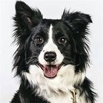 5D DIY Diamond Painting Kits for Adults Border Collie Round Square Crystal Rhinestone Embroidery Cross Stitch Arts Craft Home Wall Decoration -40×50cm/Round Drill