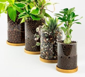 Plant Happ