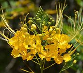 M-Tech Gardens Rare Yellow Peacock Flower Caesalpinia pulcherrima 20 Seeds for Growing