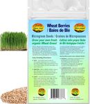 Wheat Berries Microgreen/Wheat Grass Seeds | Baies de Blé Graines de Micropousses | Organic & Non-GMO | Net Wt. 250 Grams (Approx. 6,900 Seeds) | High Germination Rate | Product of Canada