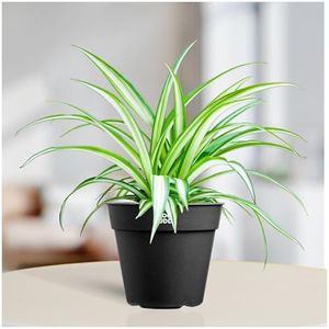 Bloombuddy Spider Plant Indoor Live with Black Pot | Natural Air Purifier Houseplant