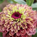 Zinnia elegans ‘Queen Lime Red’ 1 Packet (20 Seeds) by Thompson and Morgan