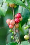 Creative Farmer Sweet Loobikka Flacourtia Jangomas Indian Coffee Plum (Lubica/Lovlolika) Gardening Plant Fruit Tree (Healthy Live Plant)