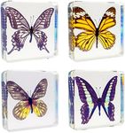 6 PCS Butterfly Specimen Set, Danaus Genutia, Graphium Sarpedon, Asian Swallowtail, Delias Pasithoe Butterfly Resin Collection Science Toys