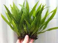 Java Fern on 3 x 2.5 Coco Mat | Microsorum Pteropus - Easy Tropical Live Aquarium Plant by Aquarium Plants Discounts