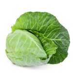 Winter Vegetable Plants - Cabbage 'Hispi Sweetheart' - Outdoor Garden Ready to Plant - Vegetables Fresh White Cabbage - 12 x Large Veg Plants Ready to Plant Now - Premium Quality Plants