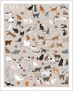 Pop Chart | Cats, Categorized | 16" x 20" Art Poster | Infographic of Every Cat Breed | Perfect Cat Lover Wall Decor for Living Room, Kitchen, and Bedroom | 100% Designed and Made in the USA