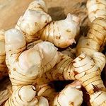 Fresh Galangal for Planting, Cookin