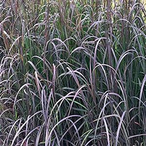 Perennial Farm Marketplace Andropogon g. 'Blackhawks' (Big Bluestem) Ornamental Grass, Size-#1 Container, Burgundy-Black Foliage