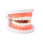 Standard Dental Study Model - Adult Simulation Teeth Model Display, Teeth Structure Model for Students Kids Learning Education Practice Examination etc