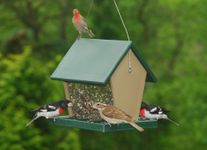 Songbird Essentials Bird feeders